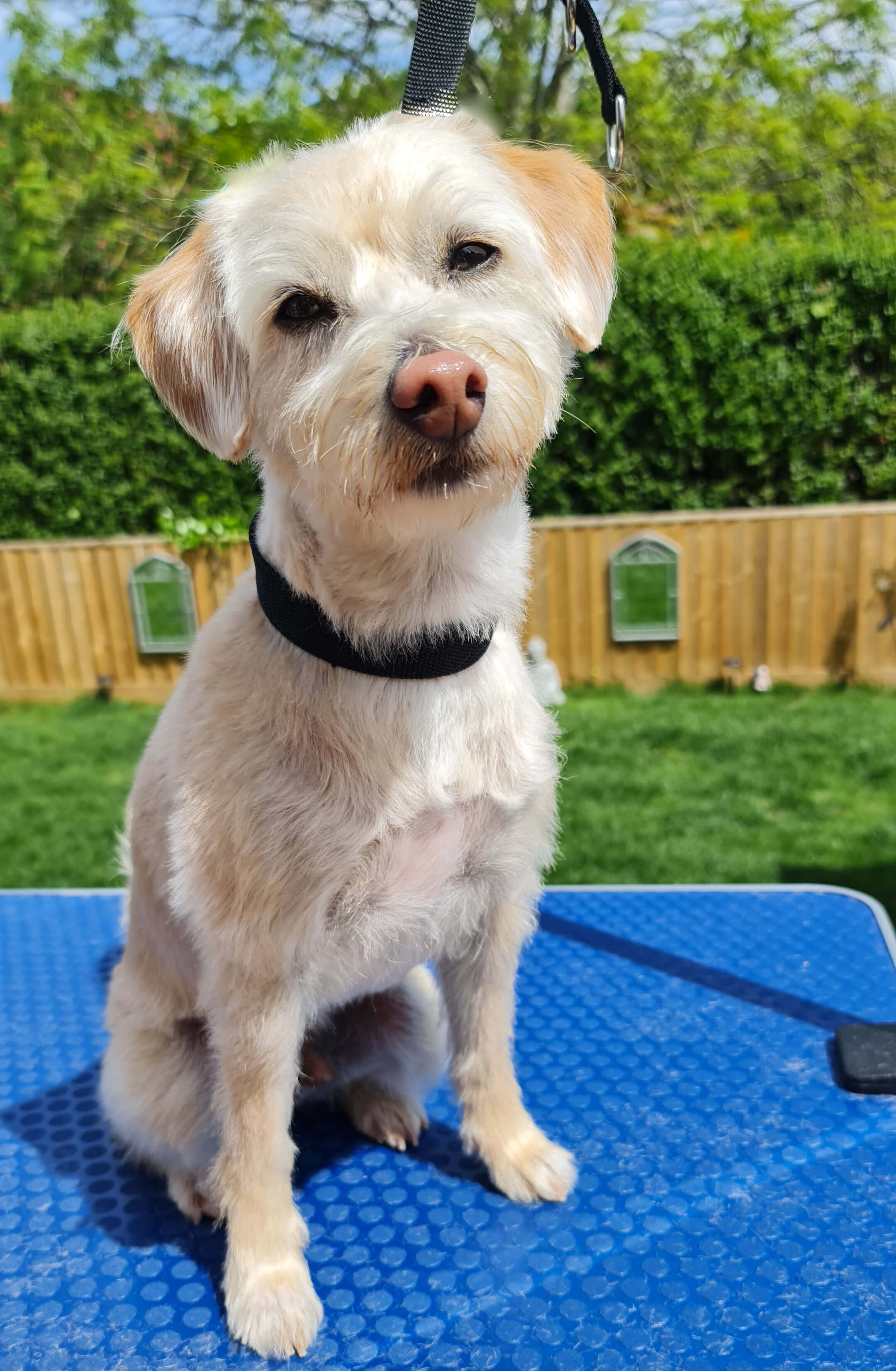 Image of a Dog after being professionally groomed.