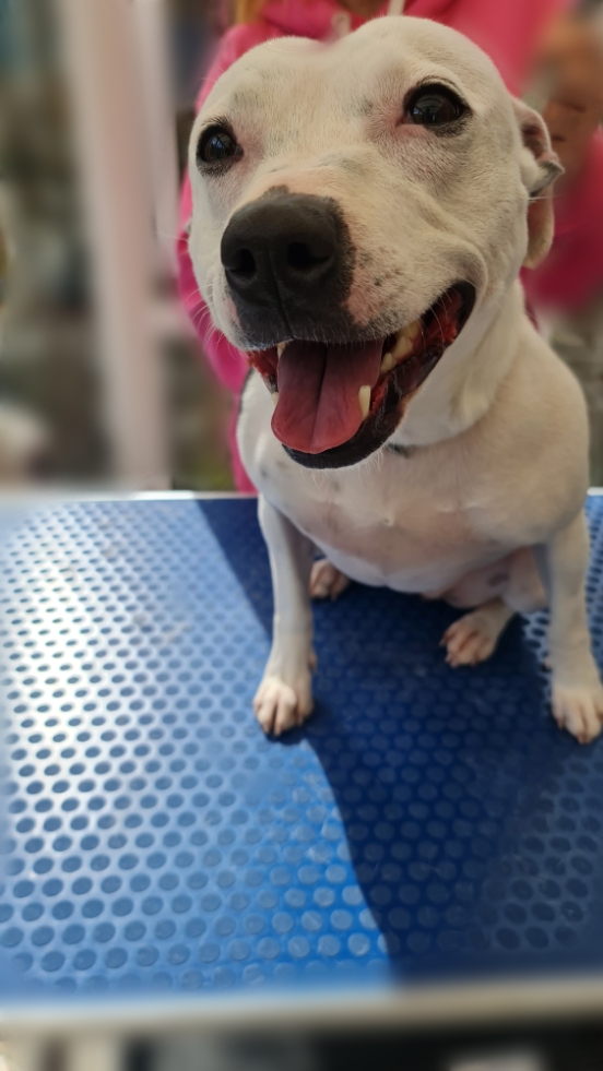 Image of a Dog after being professionally groomed.