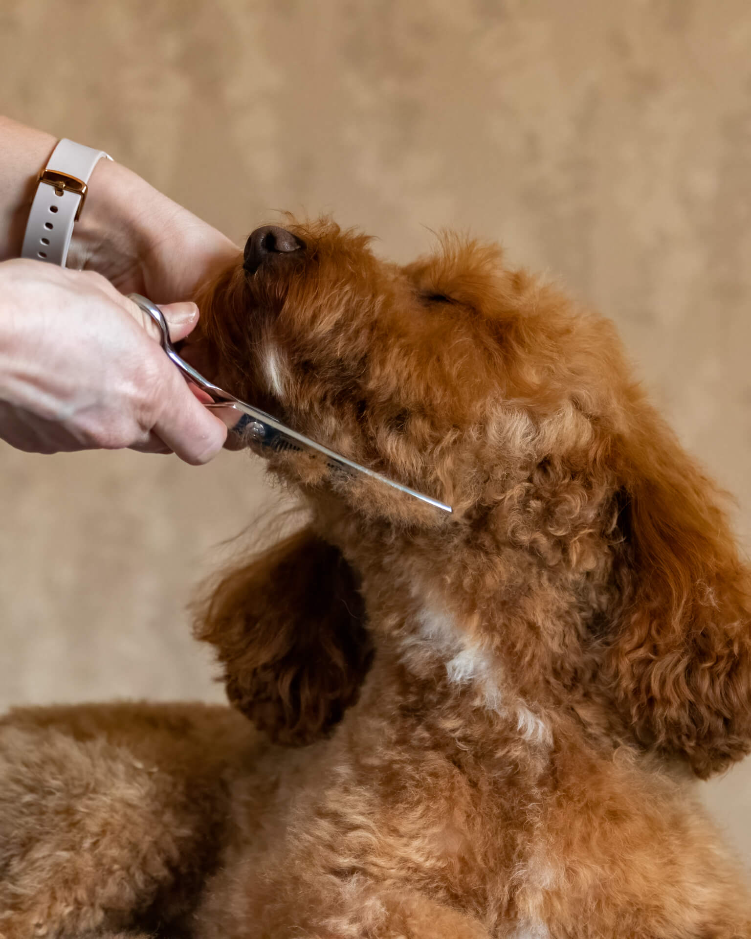 Image of a dog being groomed.