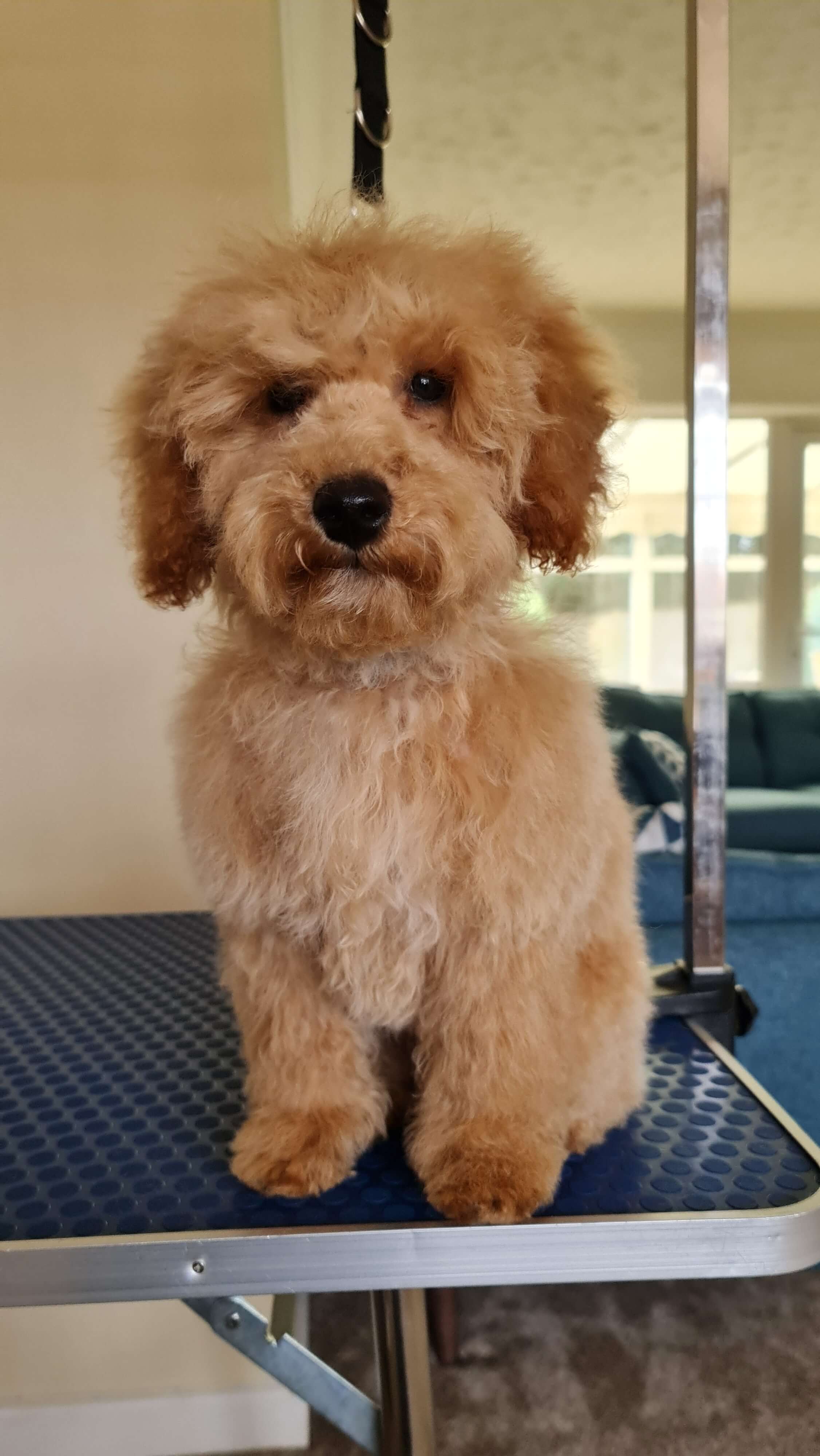 Image of a Dog after being professionally groomed.